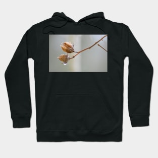 Rose of Sharon branch ~ prior to Spring Hoodie